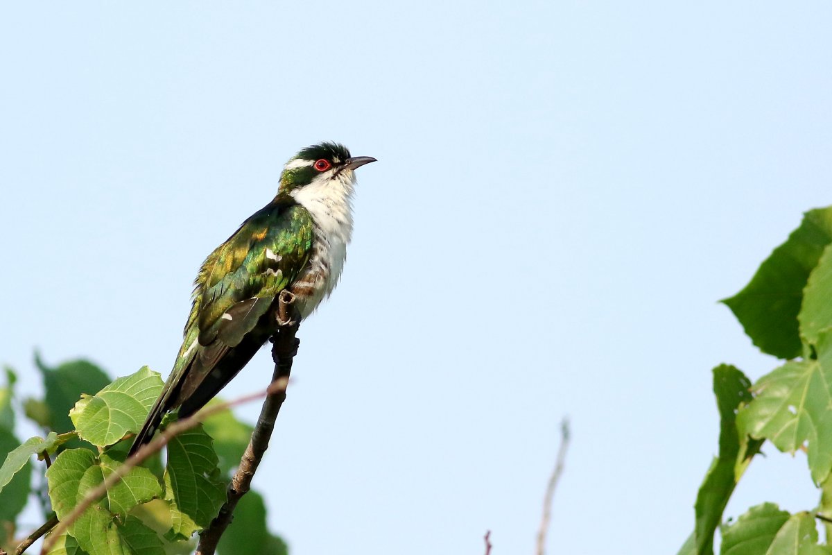 Chrysococcyx_caprius_29.06.2019_P.Szymański 1.jpg
